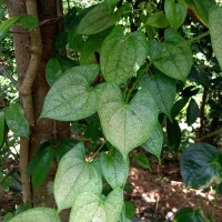 Dioscorea alata L.